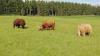 Bild von Galerie: Unsere Tiere