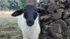 Bild von Galerie: Unsere Tiere