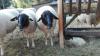 Bild von Galerie: Unsere Tiere