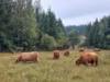 Bild von Galerie: Unsere Tiere