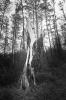 Bild von Galerie: Wildaus versteckte Ecken – in Schwarz-Weiß entdecken