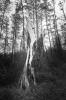 Bild von Galerie: Wildaus versteckte Ecken in Schwarz-Weiß entdecken