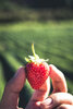 Bild von Galerie: Erdbeeren