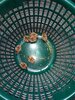 Bild von Galerie: Gelege und Wildtiere