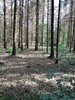 Bild von Galerie: Waldschäden 2020