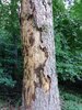 Bild von Galerie: Waldschäden 2020