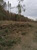 Bild von Galerie: Waldschäden 2020