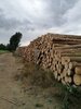Bild von Galerie: Waldschäden 2020