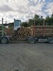 Bild von Galerie: Waldschäden 2020