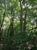 Bild von Galerie: Gemeindewald
