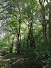 Bild von Galerie: Gemeindewald