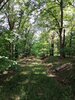 Zur Galerie: Gemeindewald