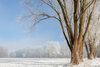 Bild von Galerie: Gisi - Traum in weiß durch Hochnebel und Sonne und Kälte