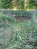 Zur Galerie: Arbeiten am Weiher