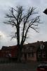 Bild von Galerie: Ein Baum am Kirchplatz Kremmen muss fallen,  11.02.2014