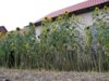 Bild von Galerie: Bilder