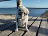 Bild von Galerie: Pepper