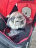 Zur Galerie: Sammy