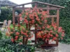 Bild von Galerie: Terrasse