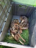 Bild von Galerie: Rehkitzrettung 25. Mai 2026