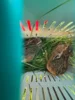 Bild von Galerie: Rehkitzrettung 26. Mai 2026