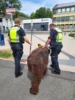 Bild von Galerie: Baby-Mammut on tour