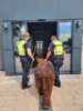 Bild von Galerie: Baby-Mammut on tour