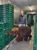 Bild von Galerie: Baby-Mammut on tour