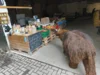 Bild von Galerie: Baby-Mammut on tour