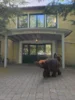Bild von Galerie: Baby-Mammut on tour