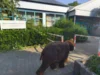 Bild von Galerie: Baby-Mammut on tour