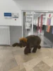 Bild von Galerie: Baby-Mammut on tour