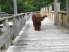 Bild von Galerie: Baby-Mammut on tour