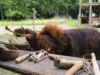Bild von Galerie: Baby-Mammut on tour