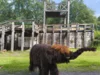 Bild von Galerie: Baby-Mammut on tour