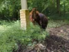 Bild von Galerie: Baby-Mammut on tour