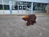 Bild von Galerie: Baby-Mammut on tour