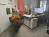 Bild von Galerie: Baby-Mammut on tour