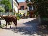 Vorschau:Landgasthof "Zum Elsabauern"