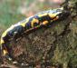 Vorschau:Wanderweg Salamandertal