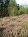 Vorschaubild von: Kleiner Park<br>im Heidedorf Sandhof