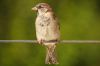 Vorschau:Natur- und Vogelschutzgruppe Bergheim