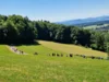 Vorschau:Schwarzwaldverein OG Vorderer Hotzenwald