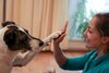 Vorschau:Tierarztpraxis Baumann – Praxis für manuelle Therapie