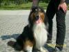 Foto zu Meldung: Hund in Werchow aufgefunden