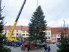 Foto zu Meldung: Weihnachtsbaum auf dem Calauer Marktplatz 
