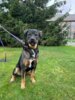 Meldung: Eilmeldung: Entlaufener Hund