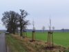 Meldung: Verjüngung der Birnenallee in Burow