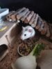 Meldung: Hamsterdame Lena