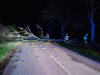 Meldung: Einsatz: Baum auf Straße